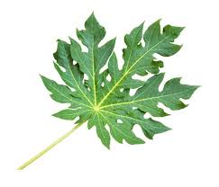 Daun Pepaya 1 ikat